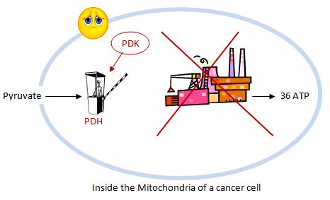 Cancer cell Mitochondria